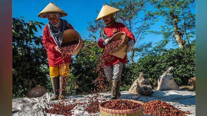 3 Destinasi Ini Tawarkan Tur Wisata Seru Bertema Kopi